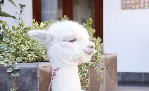 爆料美国羊驼视频播放,揭秘美国羊驼视频背后的故事  第1张